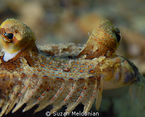 Flounder up front & personal! by Suzan Meldonian 